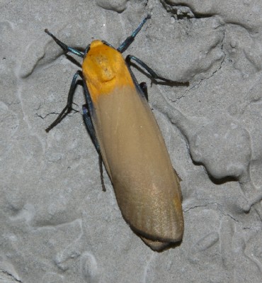 Farfalla notturna ma vista a mezzogiorno: Lithosia quadra